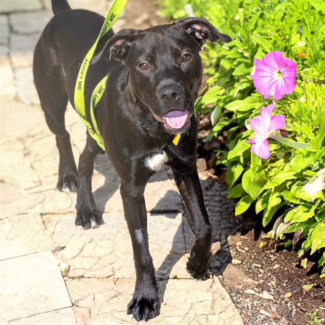 adoptable Dog in Saint Louis, MO named BABYLON