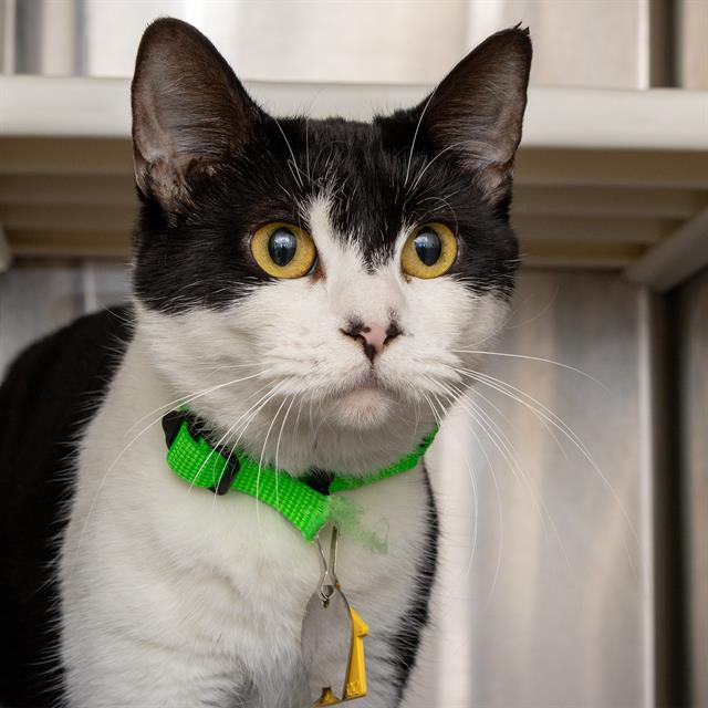 adoptable Cat in Saint Louis, MO named SEA URCHIN