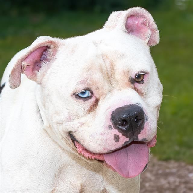 adoptable Dog in Saint Louis, MO named JEBIDIAH