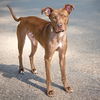 adoptable Dog in  named GENESIS