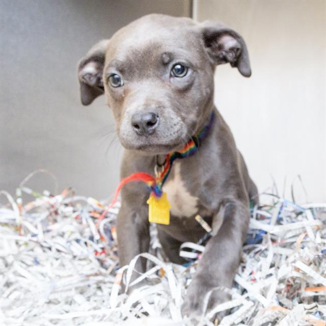 adoptable Dog in Saint Louis, MO named CAPYBARA