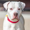 adoptable Dog in Saint Louis, MO named SPUD