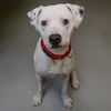 adoptable Dog in , MO named SNOOPY