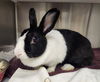 adoptable Rabbit in , MO named BERNES