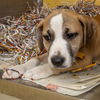 adoptable Dog in Saint Louis, MO named RON