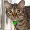 adoptable Cat in Saint Louis, MO named MARIANNA