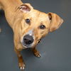 adoptable Dog in Saint Louis, MO named ATHENA