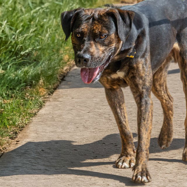 adoptable Dog in Saint Louis, MO named SANDSTORM