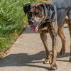 adoptable Dog in  named SANDSTORM