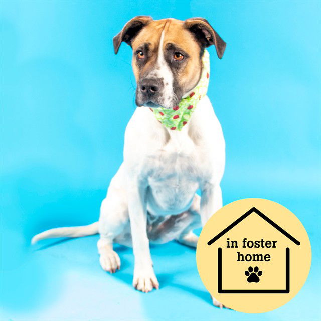adoptable Dog in Saint Louis, MO named WILLOW