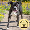 adoptable Dog in  named LULU