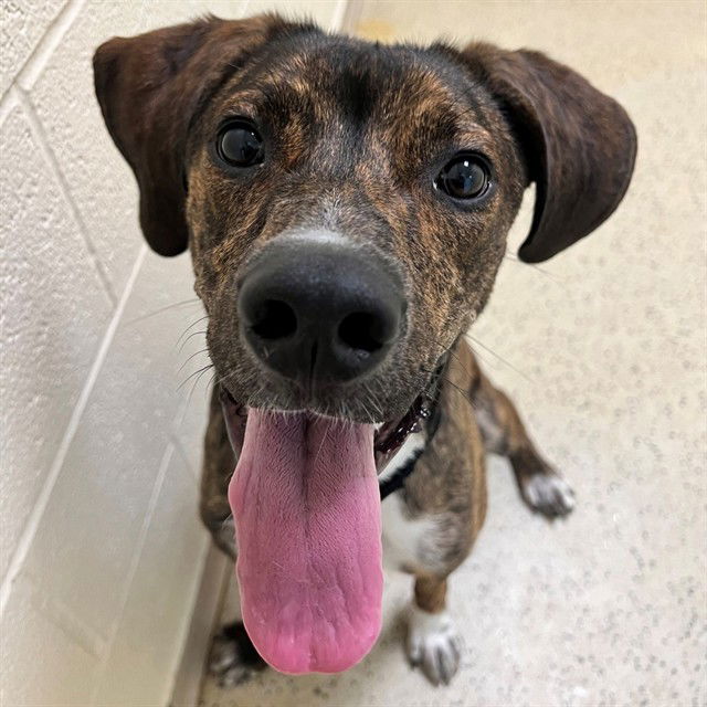 adoptable Dog in Saint Louis, MO named KIWI