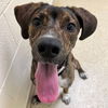 adoptable Dog in  named KIWI