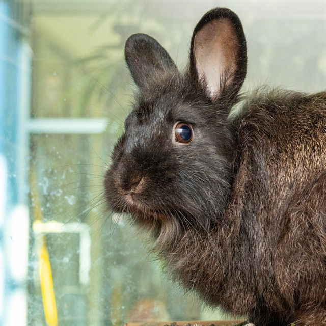 adoptable Rabbit in Saint Louis, MO named ALPHONSO