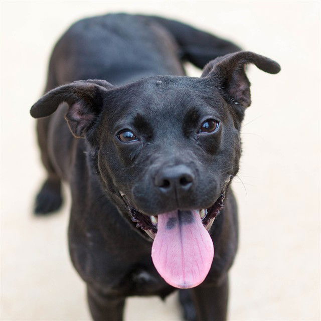 adoptable Dog in Saint Louis, MO named MAGNOLIA