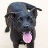 adoptable Dog in  named MAGNOLIA