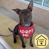 adoptable Dog in  named PRECIOUS