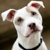 adoptable Dog in  named CALEB