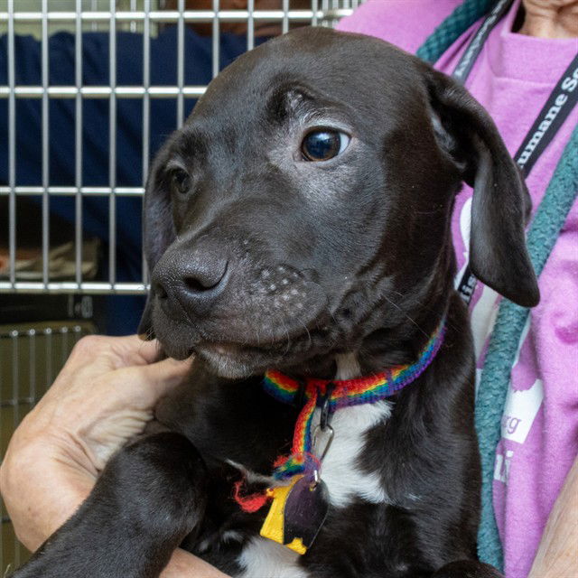 adoptable Dog in Saint Louis, MO named BOWIE