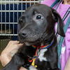 adoptable Dog in  named BOWIE