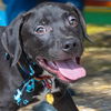 adoptable Dog in  named BOWIE
