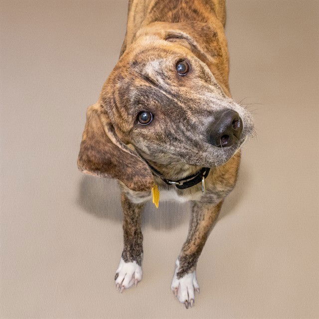adoptable Dog in Saint Louis, MO named SUGAR