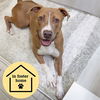 adoptable Dog in  named SHAKIRA