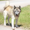 adoptable Dog in  named FUJI