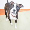 adoptable Dog in  named MIGUEL