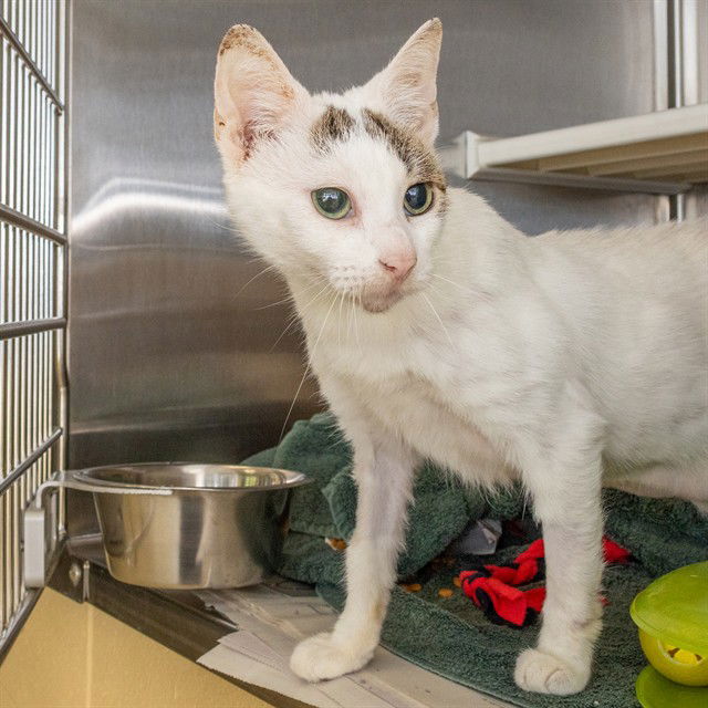 adoptable Cat in Saint Louis, MO named BLAIR