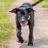 adoptable Dog in  named SANDIE
