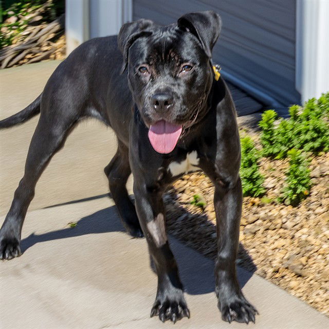 adoptable Dog in Saint Louis, MO named BETSY ROSS