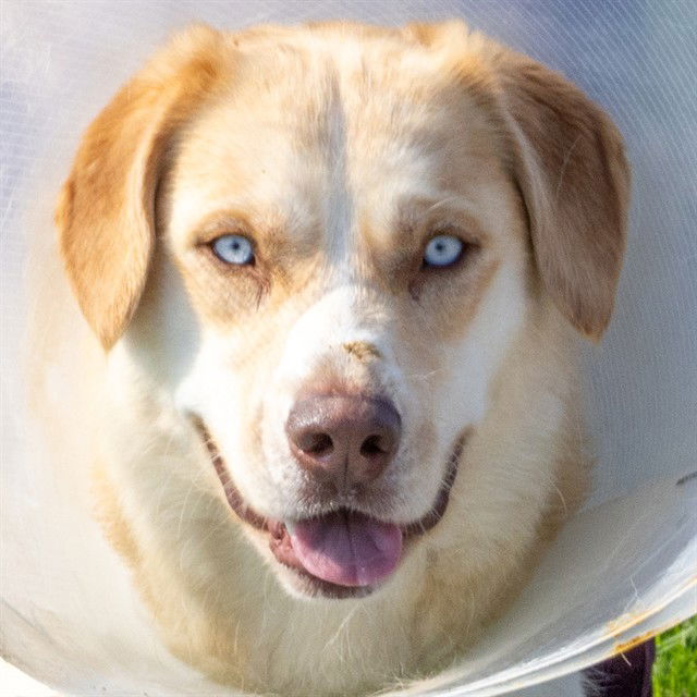 adoptable Dog in Saint Louis, MO named EEYORE
