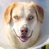 adoptable Dog in  named EEYORE