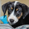 adoptable Dog in  named STELLA