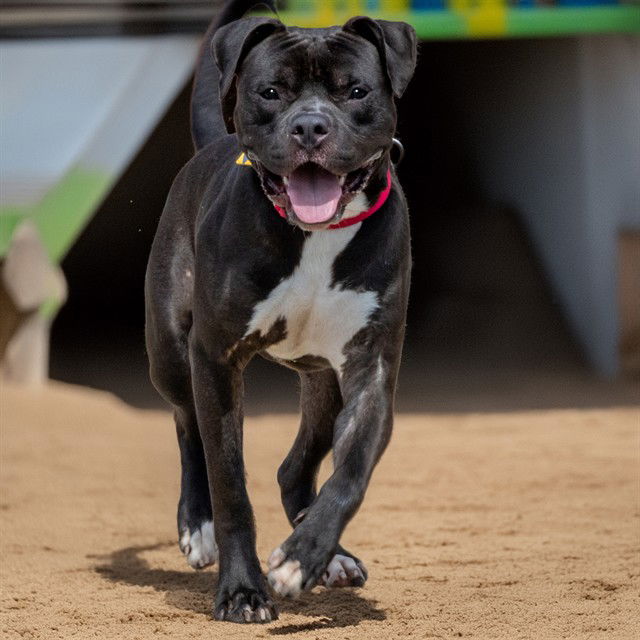 adoptable Dog in Saint Louis, MO named PIGLET