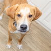 adoptable Dog in  named SEEKER