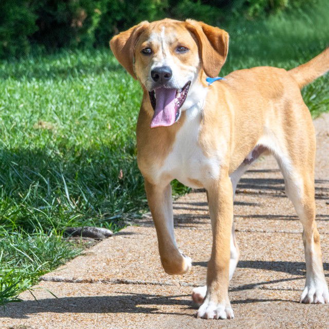 adoptable Dog in Saint Louis, MO named SEEKER