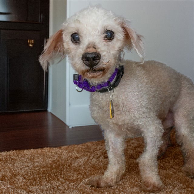 adoptable Dog in Saint Louis, MO named KINSEY