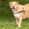 adoptable Dog in  named LUGNUT