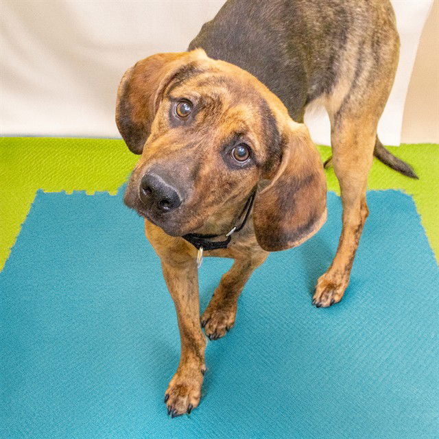 adoptable Dog in Saint Louis, MO named LOLA MAY