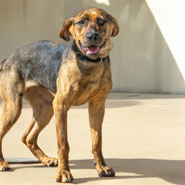 adoptable Dog in Saint Louis, MO named LOLA MAY