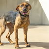 adoptable Dog in  named LOLA MAY
