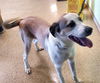 adoptable Dog in  named SUGARWITCH
