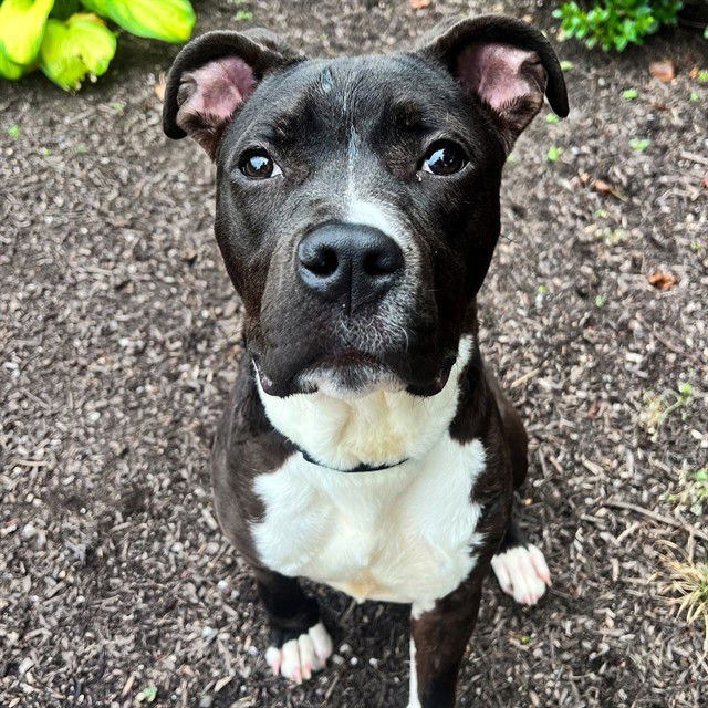 adoptable Dog in Saint Louis, MO named ZIRCON