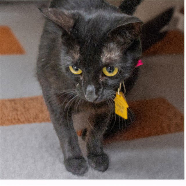 adoptable Cat in Saint Louis, MO named AGATE