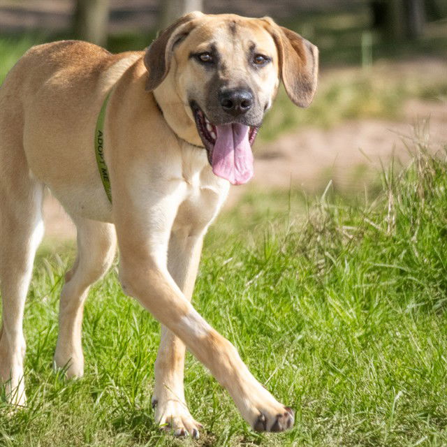 adoptable Dog in Saint Louis, MO named CHARLIE ROSE