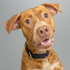 adoptable Dog in  named LOKI