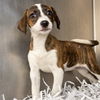 adoptable Dog in  named SABRINA