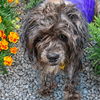 adoptable Dog in  named LUNA